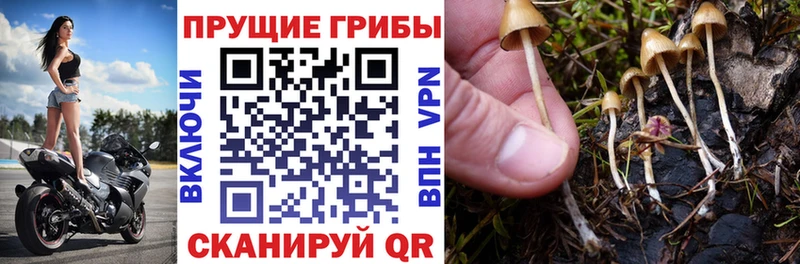 сайты даркнета состав  продажа наркотиков  Красный Холм  Галлюциногенные грибы Psilocybe 